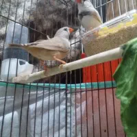 پرنده خوب فنج|پرنده|سرپل ذهاب, |دیوار