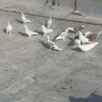 کبوتر پرشی|پرنده|اصفهان, مسجد مصلی|دیوار