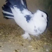 کبوتر دم چتری