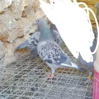 کبوترپلاکی ماده ۸۰۰نشسته بروز