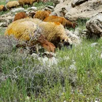 ۹ راس میش و گوسفند جوان شیره دار با ۹ بره تازه زا