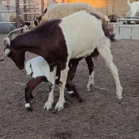 بزدوقلوزا ویک کره