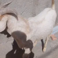 بزسانن|حیوانات مزرعه|پشتکوه (سیستان و بلوچستان), |دیوار