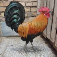 تخم مرغ نطفه دار