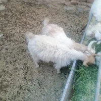 کره|حیوانات مزرعه|ماهان, |دیوار