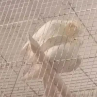 لوتینو  جفت عکس جفت گیری است و  نرها سیامون سخنگو|پرنده|مشهد, محمدآباد|دیوار