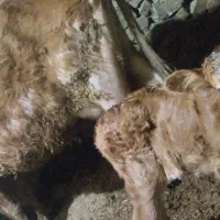 گاو گوسالە|حیوانات مزرعه|سروآباد, |دیوار