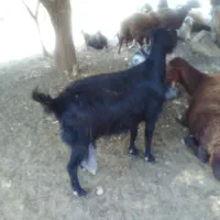 ۴راس بز ابستن جوون و خوب