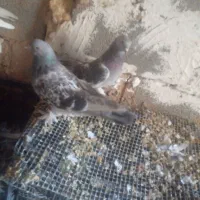 کبوتر|پرنده|امیدیه, |دیوار