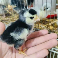 جوجه گلین و سلطان