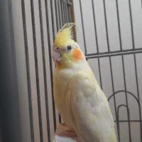 یک جفت عروس هلندی|پرنده|فیروزکوه, |دیوار