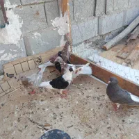 فروش کبوتر