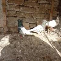 کفتر کله|حیوانات|گلبهار, شهر جدید گلبهار|دیوار