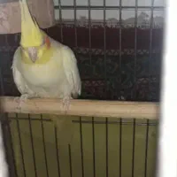 دوعدد عروس ۲ سال ونیم با قفس بزرگ و کلیه وسایل