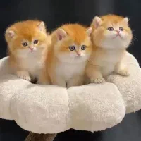 مرکز اصلی گربه های بازیگوش و خرسی گرد قلمبه