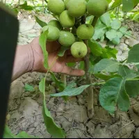 بهترین گردو ژنوتیپ خوشه ای پر بار 75و150تزمینی