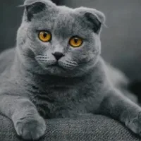 گربه ی اسکاتیش فولد پسر دارای شناسنامه