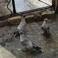 کبوتر موشی طوق سفید