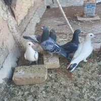 ماده پلاکی  و المانی