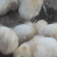 جوجه گوشتی