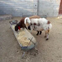 ۲راس میش شیشک بره بز