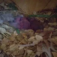 خرگوش بزرگ نر وماده لوپ اصیل و بسیار اهلی وباهوش|موش و خرگوش|دزفول, |دیوار