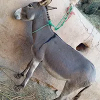 دو عدد الاغ جوان