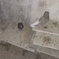 کبوتر رنگی دم سفید