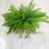 سرخسی یوکا پتوس گل