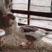 غاز|حیوانات مزرعه|قشم, |دیوار