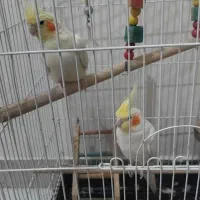 عروسی هلندی نر وماده