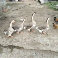 قو غاز فروشی|حیوانات مزرعه|چاف و چمخاله, |دیوار