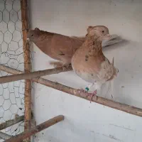کبوتر دوازده جفت سرور و زرد کالکی و کاکل پاپر|پرنده|باقرشهر, |دیوار