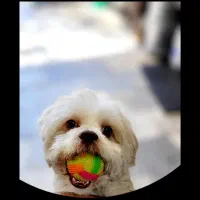 سگ گمشده خیابان فلسطین شرقی|حیوانات|قزوین, |دیوار