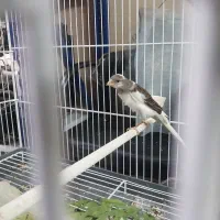 قناری سفید و سفید طوسی