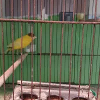 سهره و قناری نر و ماده