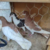 کبوتر جوانه|پرنده|تهران, مسعودیه|دیوار