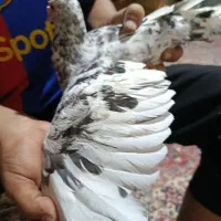 سور پلاکی مسافتی|پرنده|بم, |دیوار