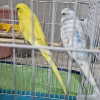 دوعددمرغ عشق انگلیسی باقفس وجادون وجااب و ارزن