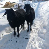 قوچ قره قزل