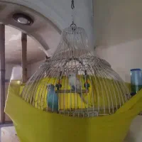 یک جفت مرغ عشق باقفس