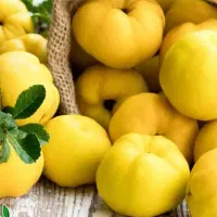 پیش فروش نهال به اونشاب|خدمات باغبانی و درختکاری|طارم, |دیوار