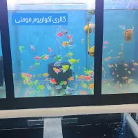 گالری آکواریوم مومنی ماهی گلدفیش|ماهی|نیشابور, امام|دیوار