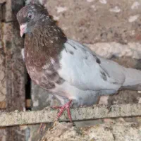 کبوتر کله طوقی|پرنده|سمنان, |دیوار