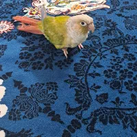 گرینچیک سخنگو و فول دستی