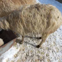 میش و گوسفند بره دار