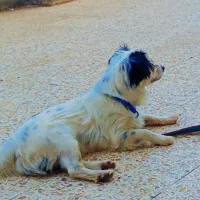 سگ پاکوتاه گمشده