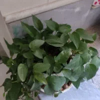 گل طبیعی پتوس