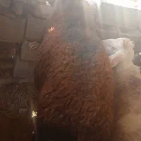 قوچ افشار اصل|حیوانات مزرعه|ملایر, |دیوار