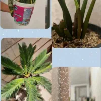 بررسی ،چکاپ تعویض خاک،کوددهی،حضوری گل وگیاه|گل و گیاه طبیعی|بیرجند, |دیوار